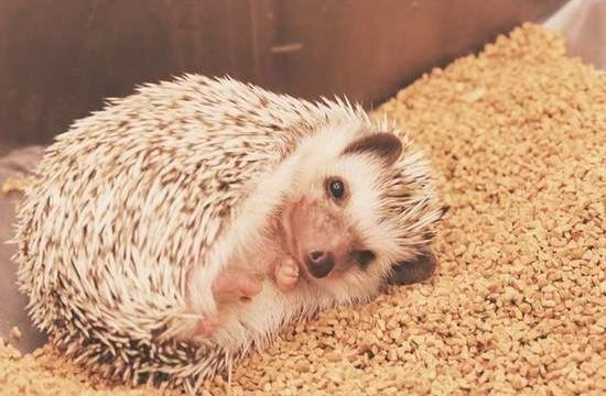 寝ているハリネズミ